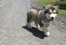 🟥🍁🟥 C.K.C MALE AND FEMALE ALASKAN MALAMUTE PUPPIES 🟥🍁🟥