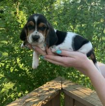 🟥🍁🟥 C.K.C MALE AND FEMALE BASSET HOUND PUPPIES AVAILABLE