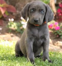 🟥🍁🟥 C.K.C MALE AND FEMALE WEIMARANER PUPPIES AVAILABLE