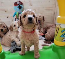 12 weeks old Cavapoo puppies for sale karenjason915@gmail.com