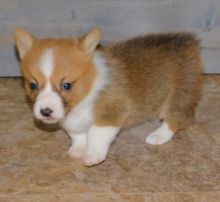 Adorable Welsh corgi puppies for adoption