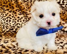 Beautiful Maltese puppies for adoption
