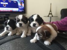 Beautiful Purebred Shih Tzu puppies Email me through >>> gonzalezvldmr@gmail.com