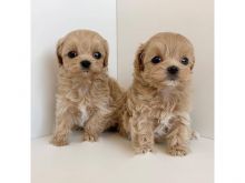 Cavapoo puppies seeking urgent new homes Email us via kaileynarinder31@gmail.com for more info