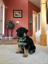 German Shepherd puppies Ready Now Email me through ..kaileynarinder31@gmail.com For more Info.