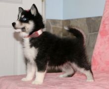 Gorgeous Male and Female Pomsky Puppies For Adoption