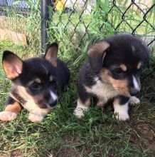 Male And Female Corgi Puppies for adoption contact us gonzalezvldmr@gmail.com