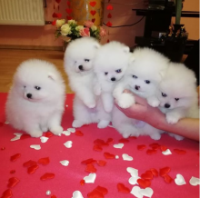 Pomeranian Puppies For Adoption Contact through ...lovelypomeranian155@gmail.com