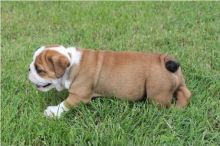 very active KC registered English bulldog puppies for re-homing