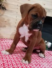 We have a male and female Boxer puppies available for adoption