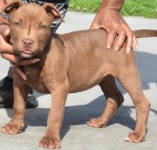 We have healthy pure breed American Pitbull Puppies ready