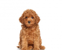 Well Trained Cavapoo Puppies For Rehoming Email me via kaileynarinder31@gmail com