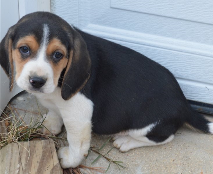Adorable Beagle puppies for searching for loving home Image eClassifieds4u