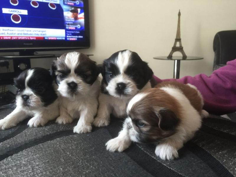 Beautiful Purebred Shih Tzu puppies Email me through >>> gonzalezvldmr@gmail.com Image eClassifieds4u