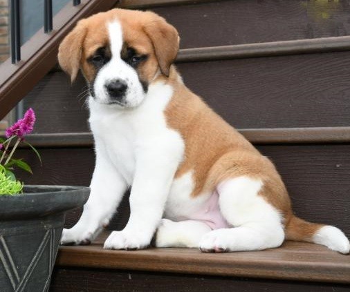 🟥🍁🟥 C.K.C MALE AND FEMALE SAINT BERNARD PUPPIES 🟥🍁🟥 Image eClassifieds4u