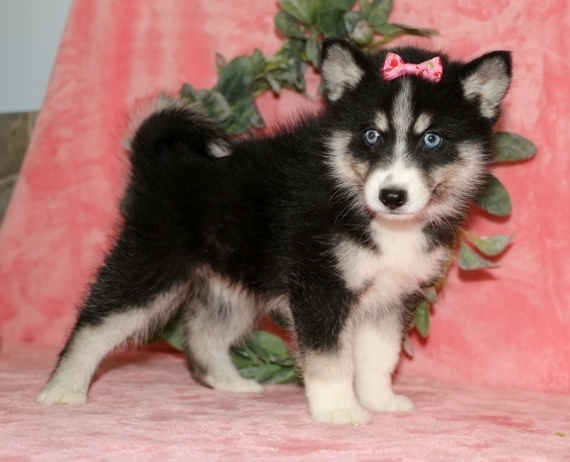 Gorgeous Male and Female Pomsky Puppies For Adoption Image eClassifieds4u