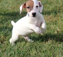 Beautiful males and female jack russell terrier puppies Image eClassifieds4u 2