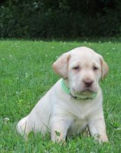 🟥🍁🟥 C.K.C MALE AND FEMALE LABRADOR RETRIEVER PUPPIES 🟥🍁🟥 Image eClassifieds4U