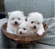 Pomeranian Puppies For Adoption Asap Email me through .. kaileynarinder31@gmail.com For more Info. Image eClassifieds4U