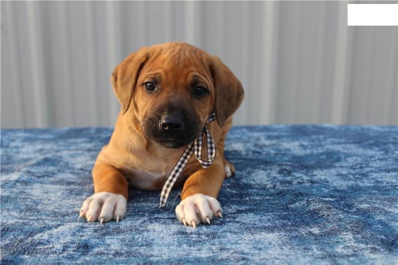 We have gorgeous Rhodesian Ridgeback puppies Image eClassifieds4u