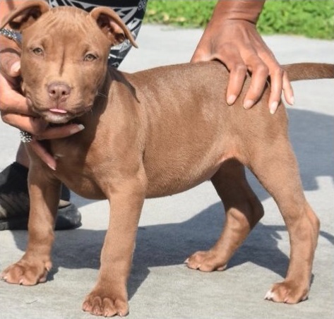 We have healthy pure breed American Pitbull Puppies ready Image eClassifieds4u