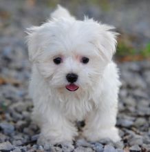 Adorable male and female Maltese Puppies.