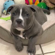 C.K.C MALE AND FEMALE Blue Nose American Pitbull Terrier PUPPIES AVAILABLE