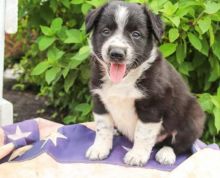 C.K.C MALE AND FEMALE BORDER COLLIE PUPPIES AVAILABLE