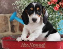 C.K.C MALE AND FEMALE DACHSHUND PUPPIES AVAILABLE