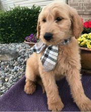 C.K.C MALE AND FEMALE GOLDENDOODLE PUPPIES AVAILABLE