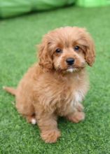 Cute male and female Cavapoo Puppies available.