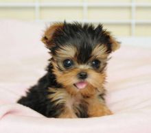 Baby doll Yorkies, Pure Bred tiny yorkies