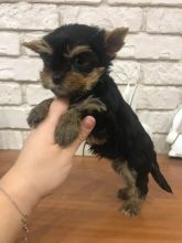 Beautiful Yorkshire Terrier puppies read