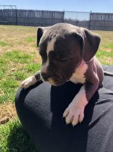 Blue nore pitbull puppies available!!