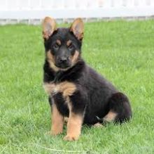 Charming German shepherd puppies available.