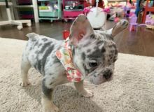 Cute French Bulldog Puppy For Sale.