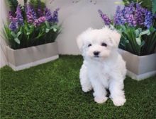 Cute Maltese Puppies