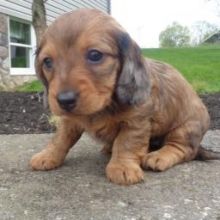 Gorgeous Dachshund Puppies