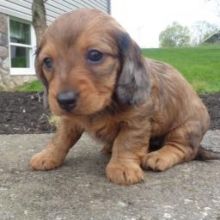 Gorgeous Dachshund Puppies