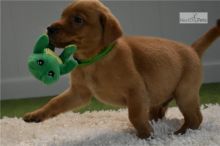 Labrador retriever Puppies Available