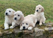 Male and female Golden Retriever Puppies Available for good homes!