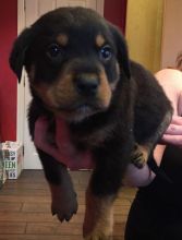 male and female Rottweiler puppies contact us at oj557391@gmail.com