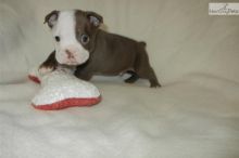 Outgoing Boston Terrier puppies for sale