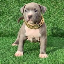 Pit Bull Puppies for Sale