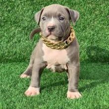 Pit Bull Puppies For sale