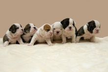 Purebred English Bulldogs