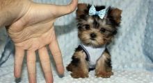 Tiny cute Yorkie puppies ready to leave