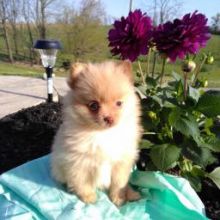Two Pomeranian Puppies available