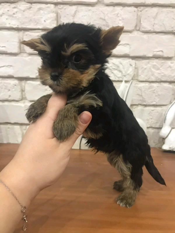 Beautiful Yorkshire Terrier puppies read Image eClassifieds4u
