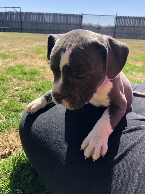 Blue nore pitbull puppies available!! Image eClassifieds4u